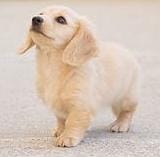 CREAM GOLDEN DOXIES Coming in August!