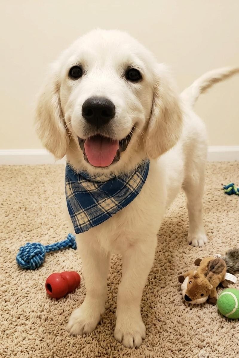 BUDDY NEW YEAR EVE BABY (6 month old)