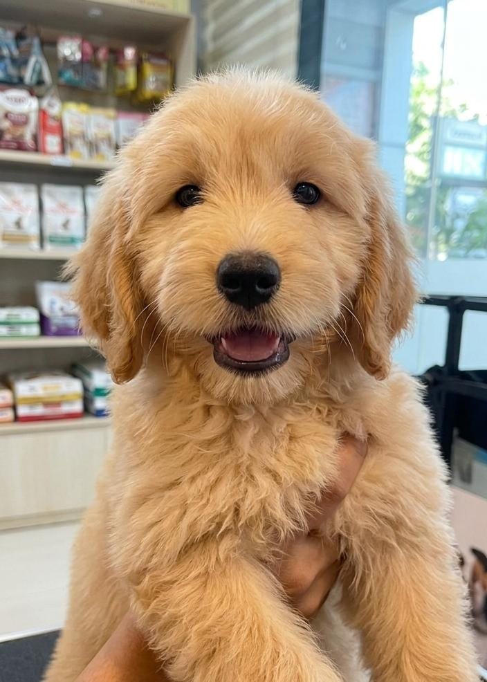 YODA golden doodle