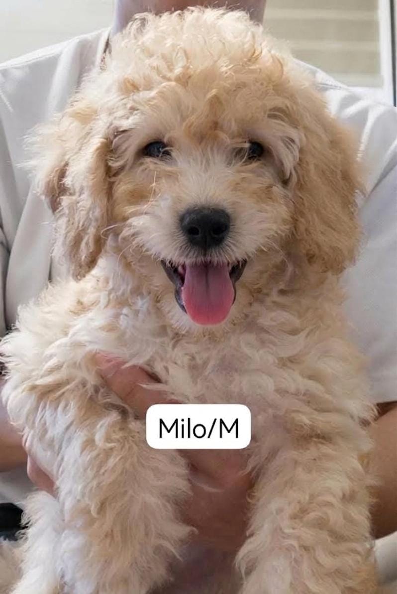 MILO MALTIPOO (2 month old)