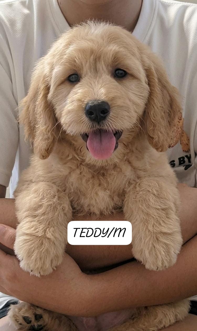 TEDDY GOLDEN DOODLE (2 month old)
