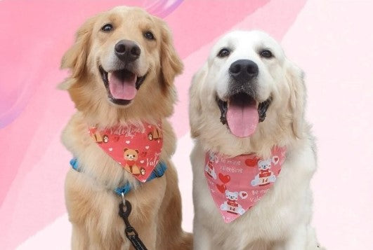 24 Hour Vet Clinics in Singapore