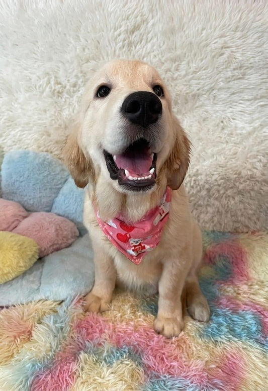 BREEZY (6 month old)