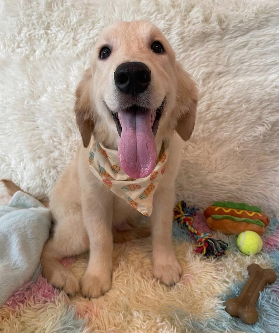 CESAR (6 month old)