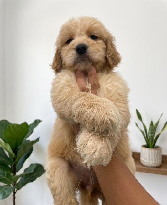 GOLDEN DOODLES Coming soon this July!
