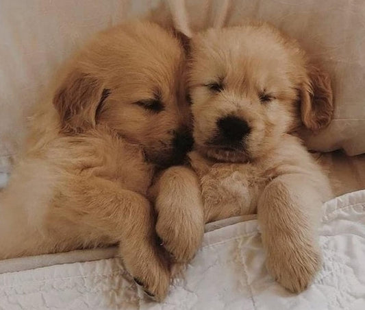 GOLDEN RETRIEVERS (GOLDEN COLOR) Coming in September!