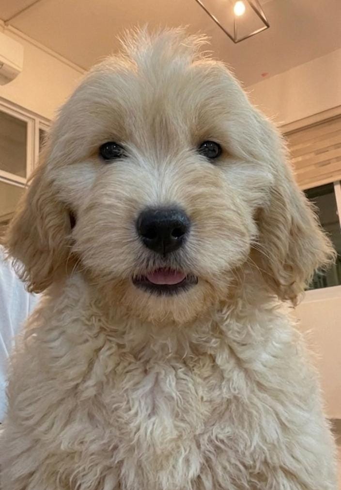 LEIA golden doodle