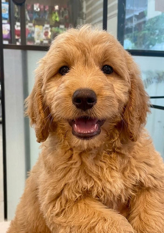 CHEWBACCA golden doodle