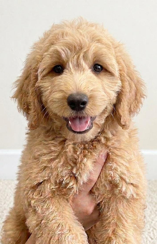 PRINCESS (3 month old)