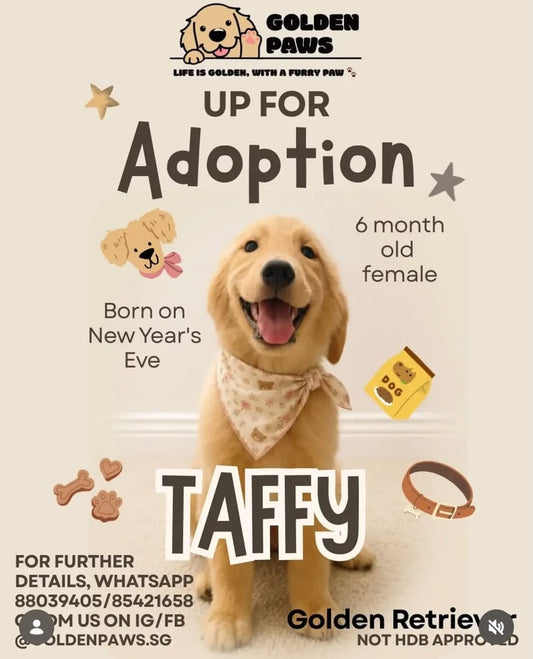 TAFFY (ADOPTED)