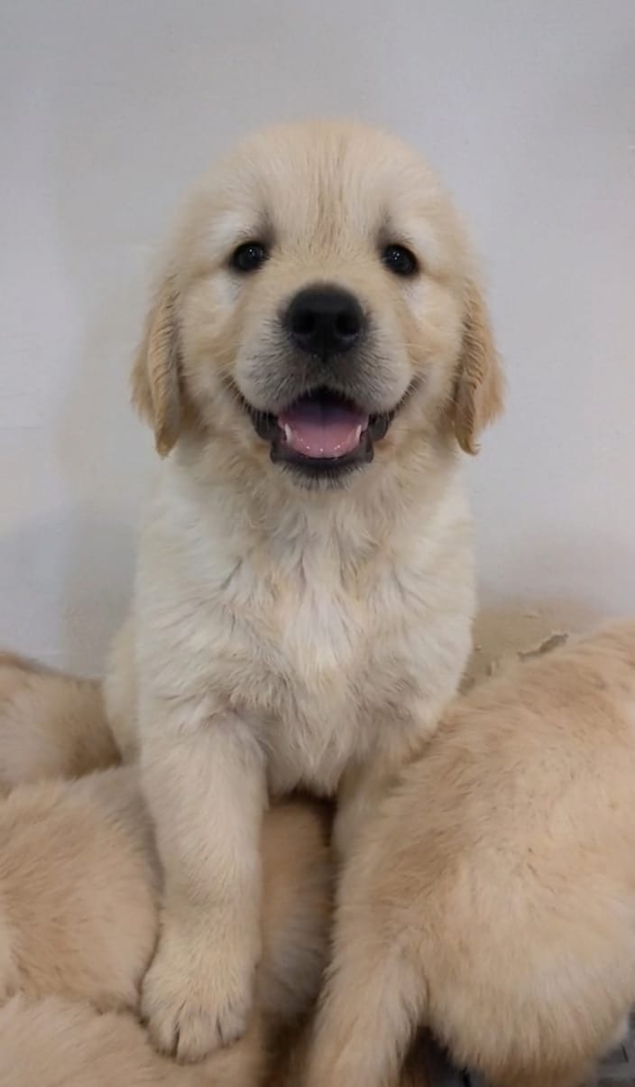 Max Golden Doxie