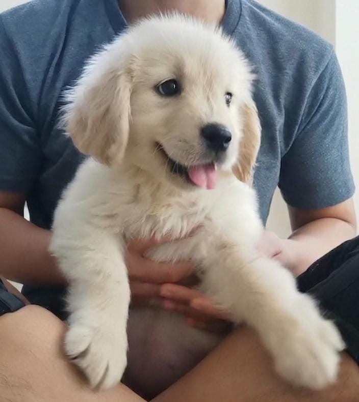 CUTLET GOLDEN DOXIE