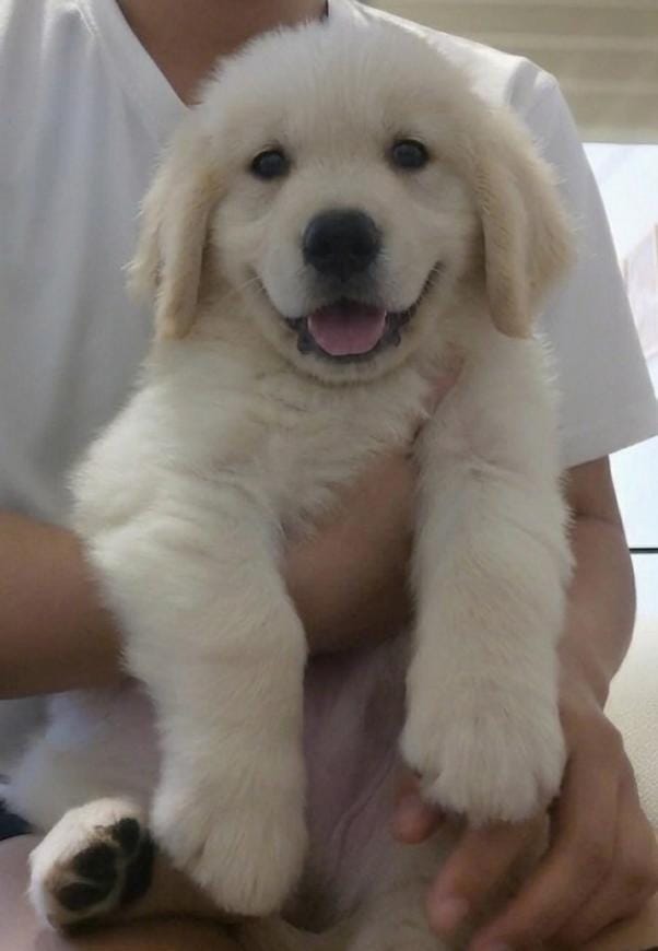 LOUIE Golden Doxie