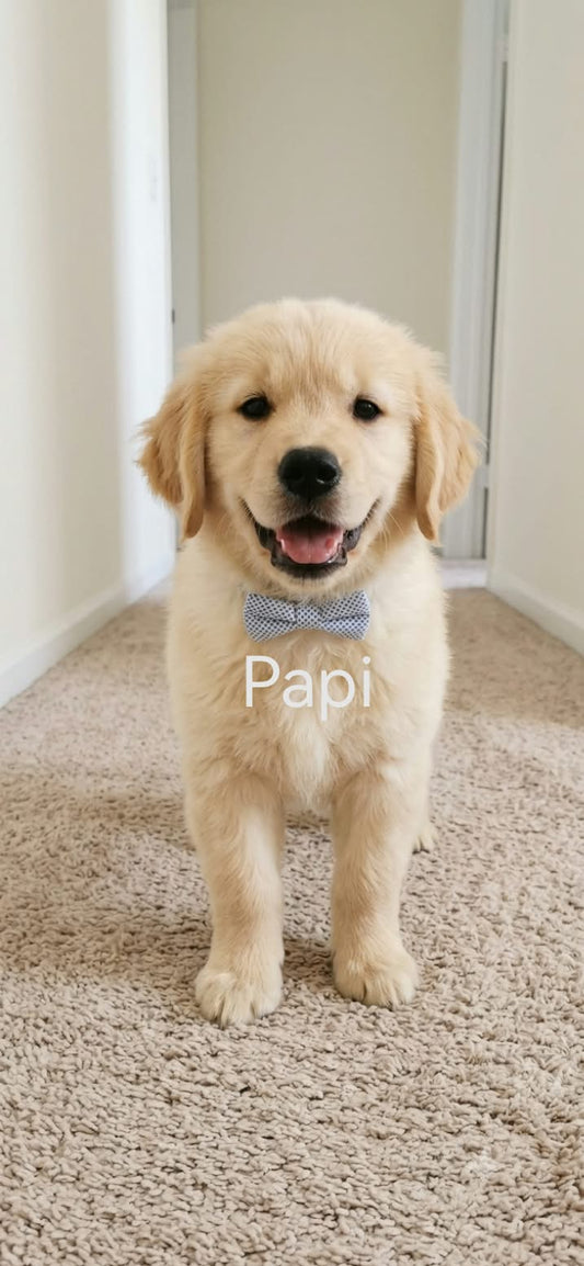 PAPI golden doxie