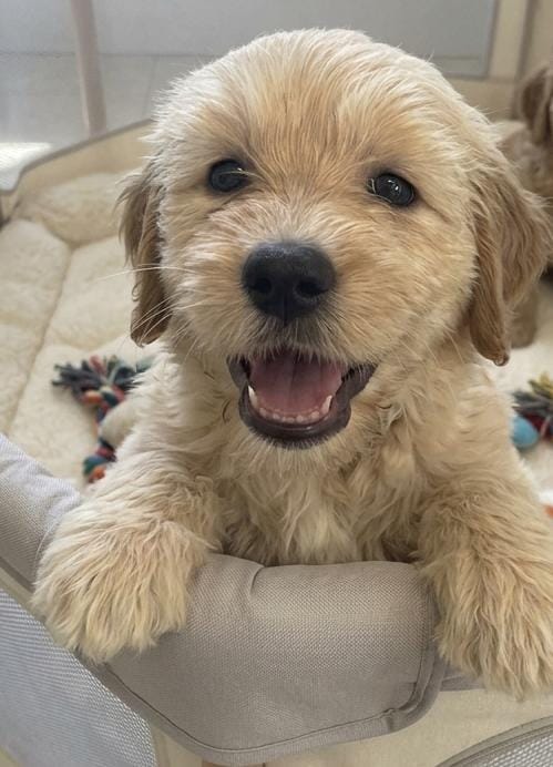 MINI GOLDEN DOODLE BOYS Coming in September!