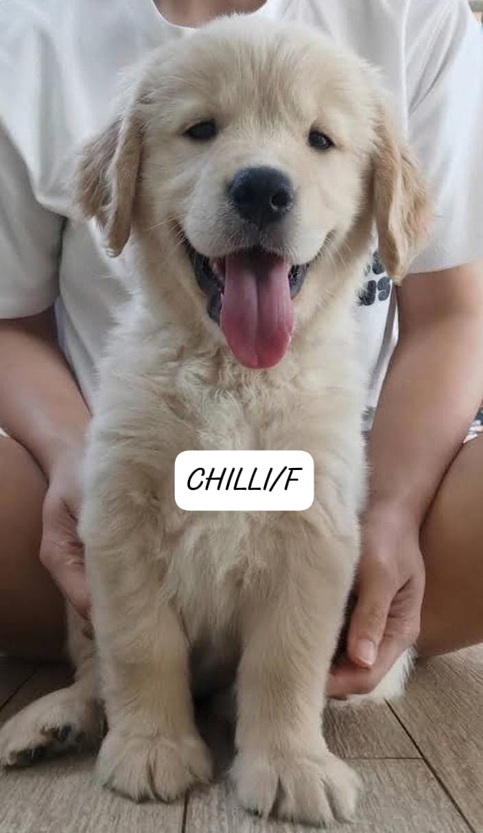 CHILLI (2 month old)