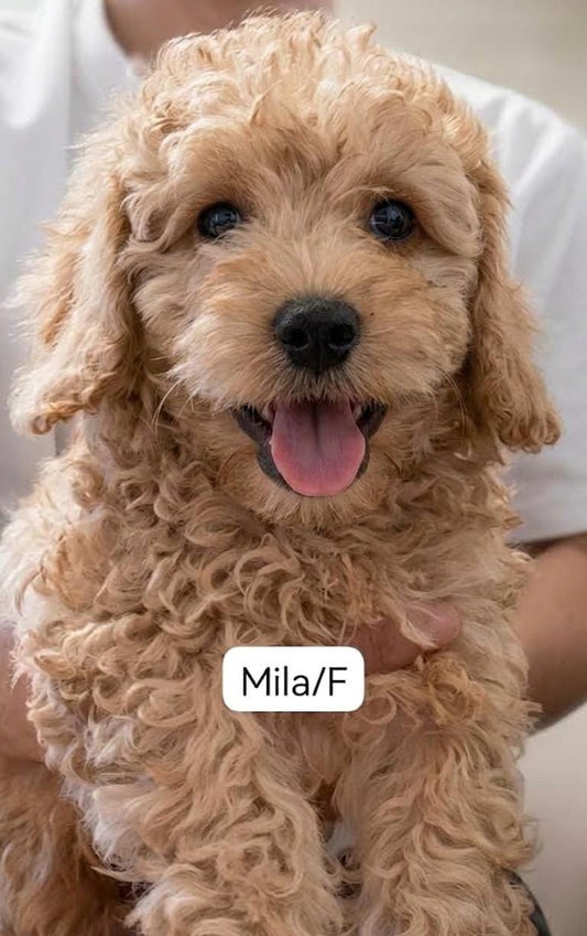 MILA MALTIPOO (2 month old)