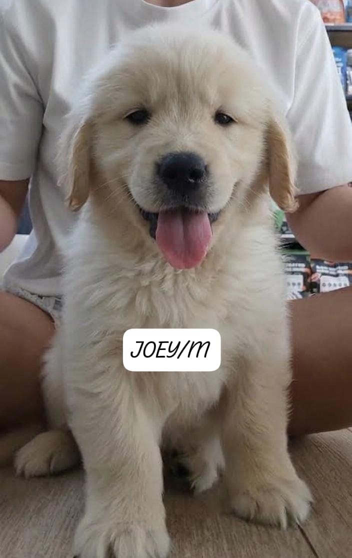 JOEY (2 month old)