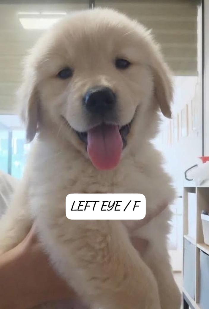 LEFT EYE (2 month old)