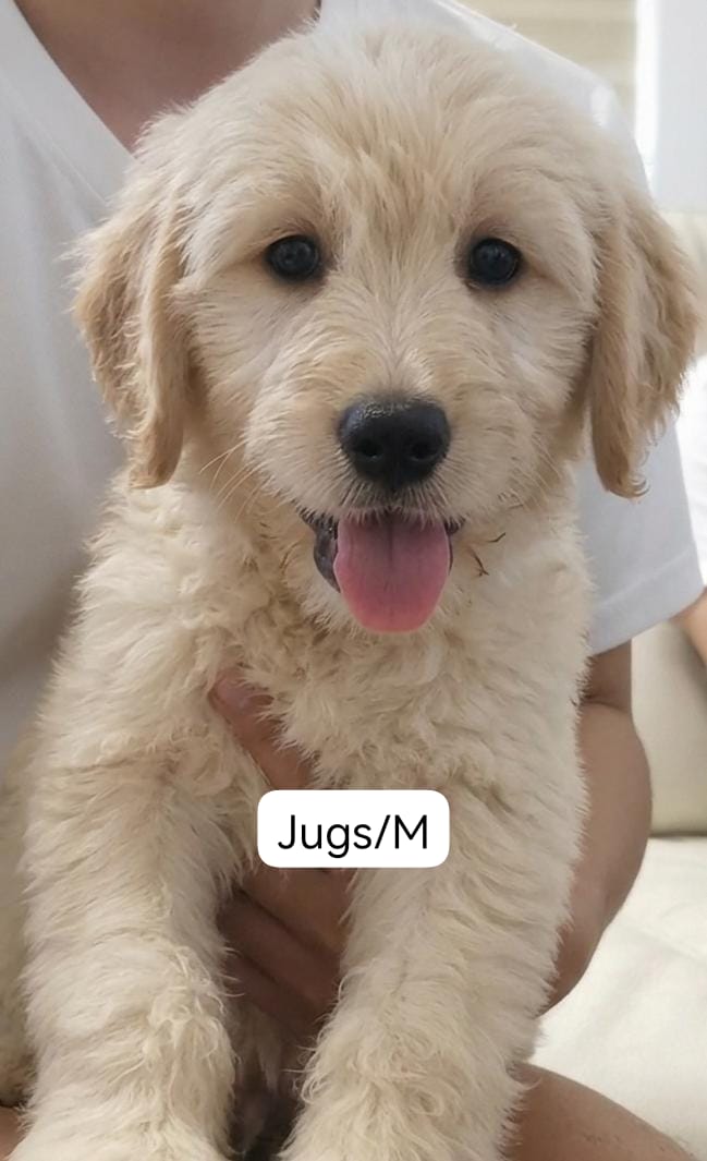 BAASHA/JUGS GOLDEN DOODLE