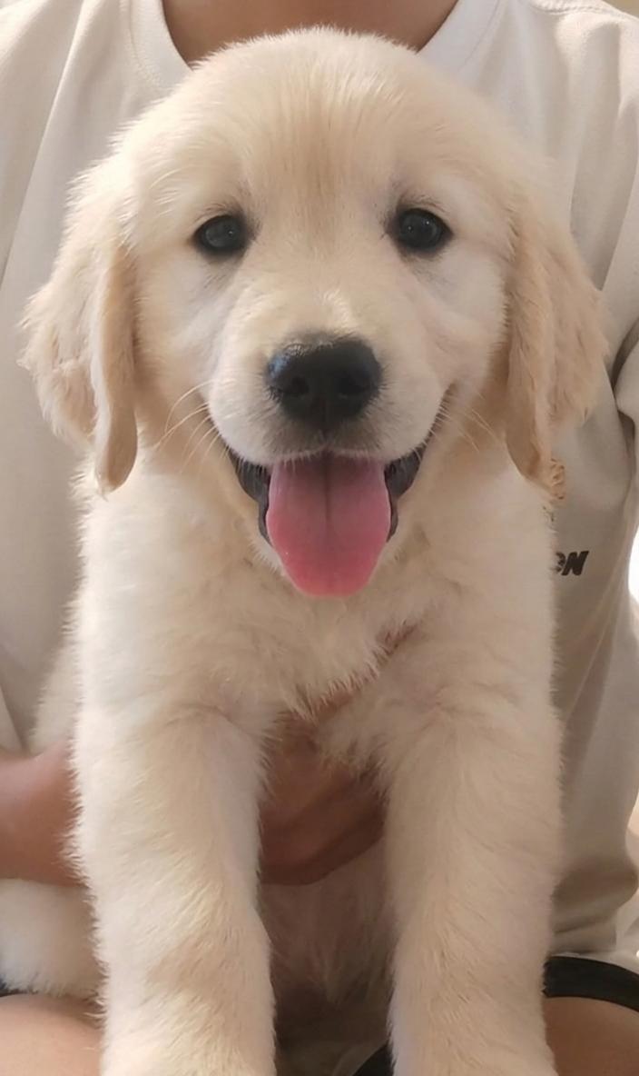 PLUSHIE GOLDEN DOODLE