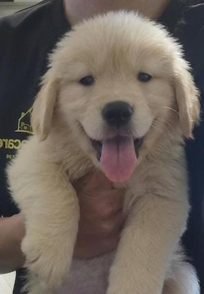 BOWIE (2 month old)