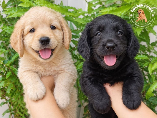 LABRADOODLE Coming in October!